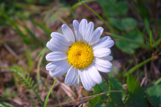 Anthemis known by the common name chamomile lat. Anthemis arvensis.