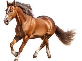 Obraz na płótnie Canvas Quarter Horse Sprinting, Transparent Scene