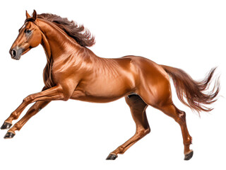 No Background: Quarter Horse Rearing Up