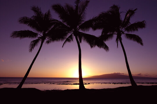 Hawaii, Palm Trees Silhouetted By Purple And Yellow Sunset Sky Over Ocean.