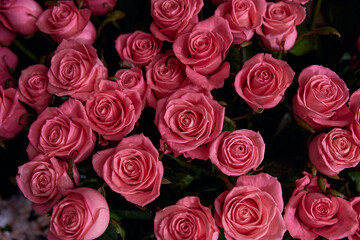Obraz premium Soft pink roses in full bloom against a dark background creating