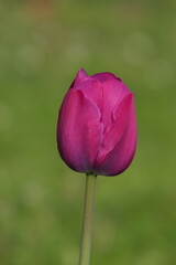 Tulpe (Tulipa) pink, einzeln