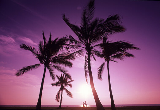 Palm Trees And Pink Sunset, Adult And Child Walk Along The Beach.