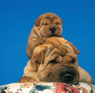 Concepts # Fl1176, C.Lantinga; Sharpei Dogs, Puppy On Adult's Head