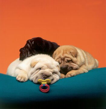 Fl1175, C.Lantinga; Sharpei Dogs, Three Sleeping Puppies