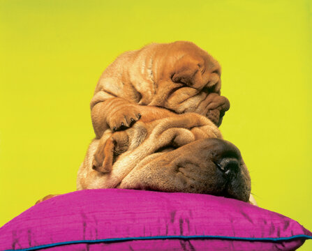 Fl1174, C.Lantinga; Sharpei Dogs On Pillow, Adult And Pup