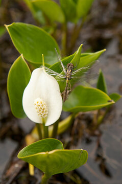 A Dragonfly Rests On A Poisonous Wild Calla Near The Shoreline On Lynx Lake In The Nancy Lakes State Recreation Area, Southcentral Alaska, Summer