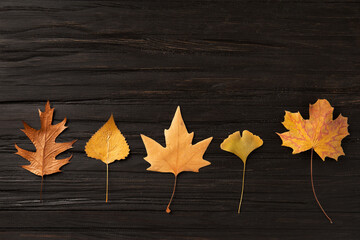 Naklejka na ściany i meble Autumn leaves of different trees on a dark background, flat lay