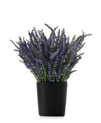 Bouquet of picked lavender in vase over white background