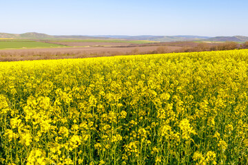 Obraz premium Blooming rapeseed field in early spring. Background with selective focus and copy space for text