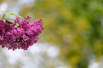 Blooming lilac. Flowers close-up. Background with selective focus and copy space