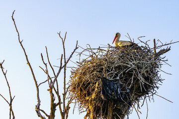 Storks in the nest close-up. Background with selective focus and copy space