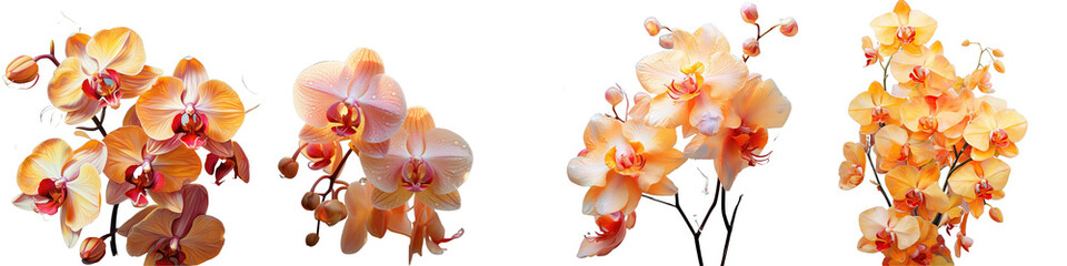 Png Set Orchids in shades of yellow and orange transparent background