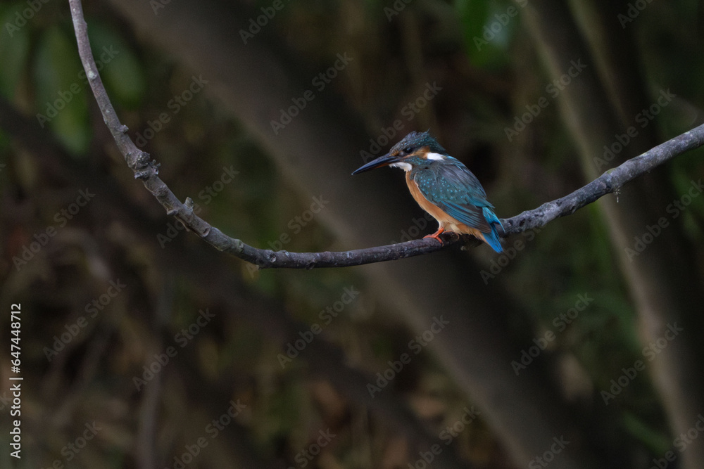 Canvas Prints common kingfisher in a forest