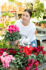 Woman looking to buy potted cyclamen in container garden shop