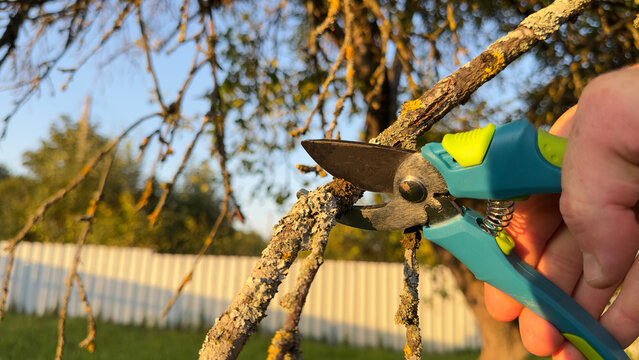 Trimming tree branches with scissors. Gardener cuts branches on old tree with Handheld Pruning Shears. Trimming trees in backyard. Branch Cutting and Tree Trimmer in village. Greenworks with secateurs