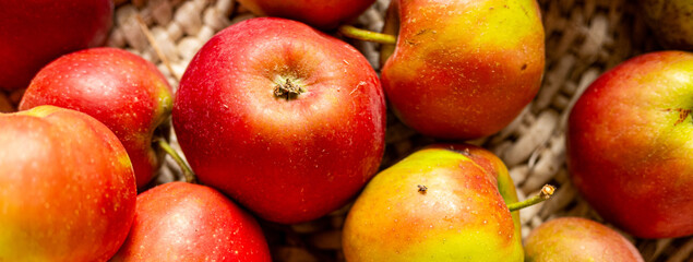 Banner of red apples from organic farming, ecological fruit