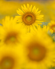 茨城県那珂市　那珂ひまわりフェスティバルの夕べ