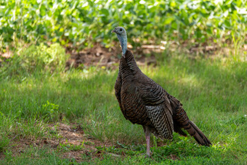 Urban Wild Turkey Near A Soybean Field In Summer In Wisconsin