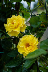 yellow roses in the garden