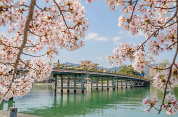 桜と瀬田の唐橋