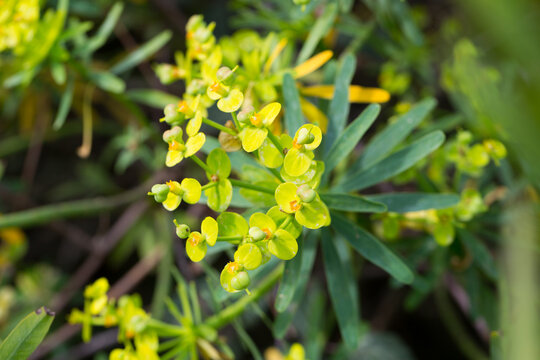 Tabaiba salvaje Euphorbia regis-jubae is a shrub endemic of Canary Islands. High quality photo