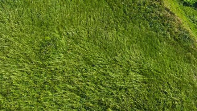 Waves of wind rolling through the grass on the hill. Top view. Cinematic drone flight	
