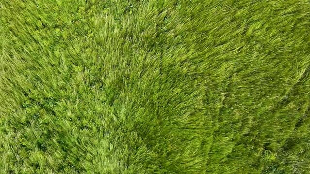 Wind waves rolling through the grass. Top view. Cinematic drone flight
