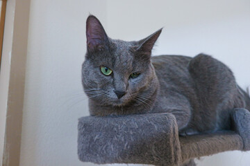 Gray cat sitting on a cat tree with a cute, cynical face