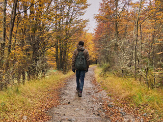 Fototapeta premium Person walking in a forest in autumn