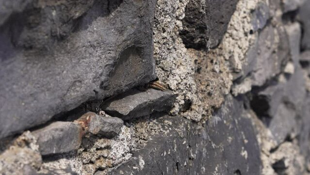 Madeiran wall lizard "Teira dugesii" climbs the rocks and walls of the Ruins of St. George, S&atilde;o Jorge at northeast coast