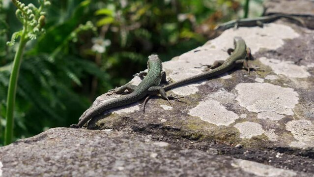 Madeiran wall lizard "Teira dugesii" climbs the rocks and walls of the Miradouro da Beira da Quinta viewpoint at northeast coast
