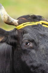 partial portrait of a black cow