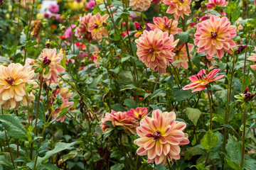 Blumenbeet mit Dahlien