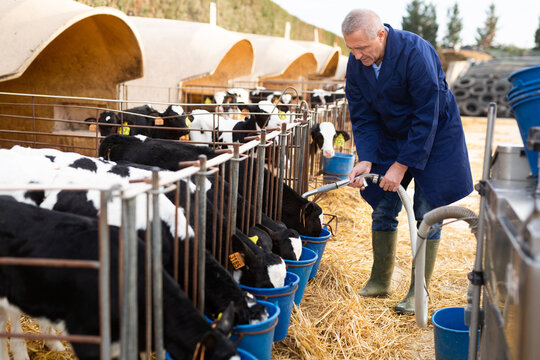 Caring male farmer in uniform giving milk to calves in plastic calf hutch on farm in countryside in autumn
