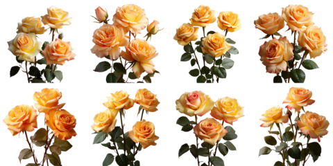 Png Set Three roses yelloworange on a transparent background