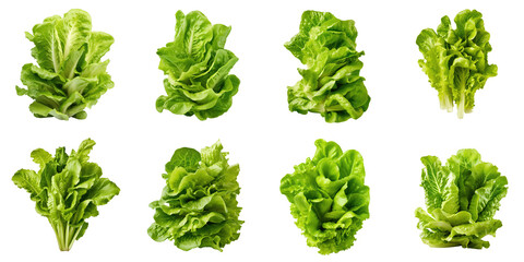 Png Set transparent background cutout of fresh lettuce salad leaves