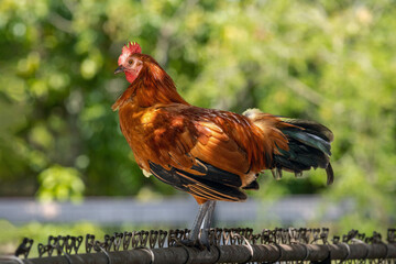 A rooster also knows as a cock perched on a fence. Countryside life. Farm.