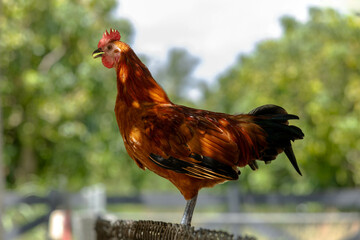 A rooster also knows as a cock perched in a basket. Countryside life. Farm.