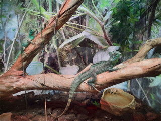 Green iguana - dragon