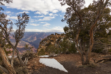 Juniper trees at the South Rim at Grand Canyon National Park in winter, Arizona, USA