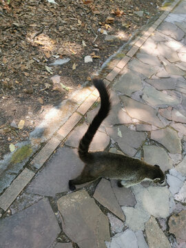 Coat&iacute;, Parque La Estanzuela, Monterrey N.L.