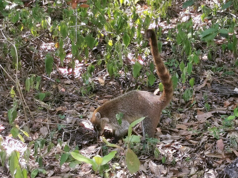 Coat&iacute;, Parque La Estanzuela, Monterrey N.L.