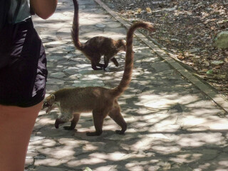 Coatí, Parque La Estanzuela, Monterrey N.L.
