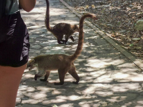 Coat&iacute;, Parque La Estanzuela, Monterrey N.L.