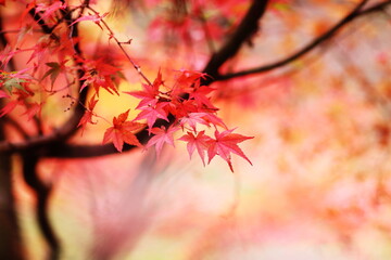 紅葉した秋の風景