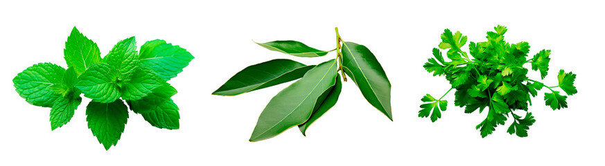 Mint, bay leaves and parsley over isolated transparent background