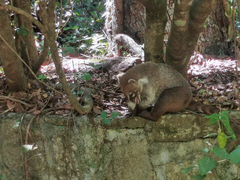 Coat&iacute;, Parque La Estanzuela, Monterrey N.L.