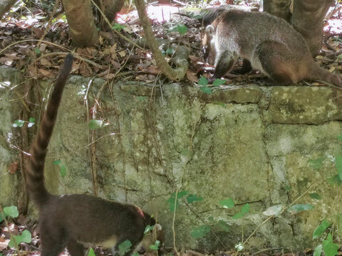 Coat&iacute;, Parque La Estanzuela, Monterrey N.L.