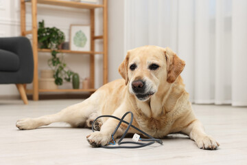Naughty Labrador Retriever dog near damaged electrical wire at home - obrazy, fototapety, plakaty